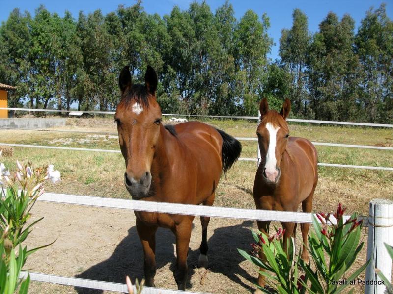 Janas Country Resort Mores Dış mekan fotoğraf